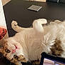 cat, fluffy, table, black_table, kitchen, fruit_bowl, tablet, curious, upside_down, white_fur, brown_patches, indoor, home, pet, playful, curled_paws, countertop, domestic, whiskers, relaxed