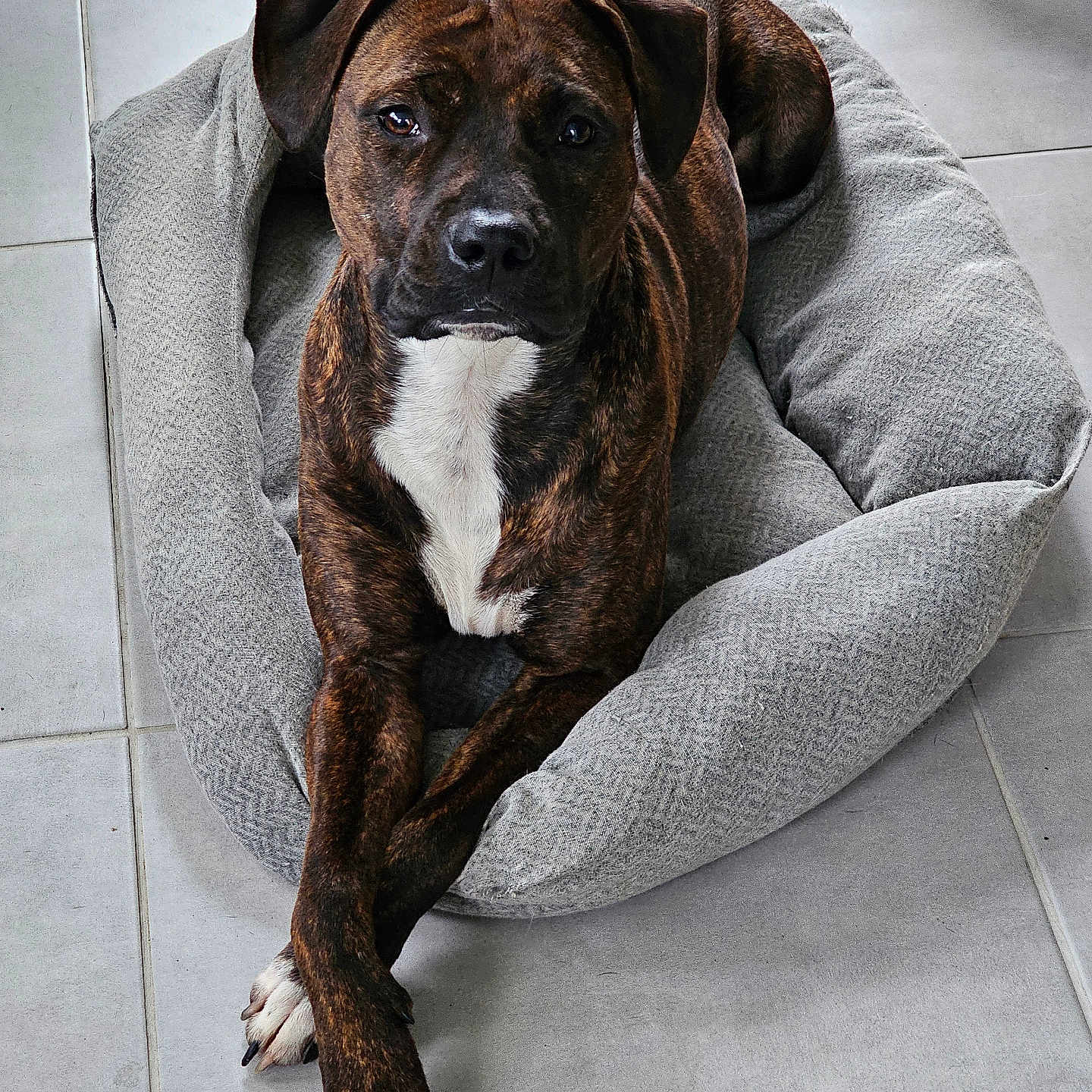 Zoé a rejoint le concours — aidez-le/la à gagner de superbes lots ! dog, brindle, pet_bed, crossed_paws, indoor, floor, tile, cozy, relaxed, animal, canine, brown, white_chest, ears, looking_at_camera, domestic, cute, resting, companion, portrait