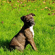 Zoé participe au concours pour gagner de l'argent avec cette photo : dog, puppy, brindle, grass, greenery, outdoor, sunlight, nature, sitting, animal, pet, field, leaf, plant, cute, young, canine, daylight, fur, alert
