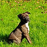 dog, puppy, brindle, grass, greenery, outdoor, sunlight, nature, sitting, animal, pet, field, leaf, plant, cute, young, canine, daylight, fur, alert