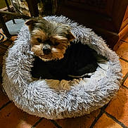 Isid'Or participe au concours pour gagner de l'argent avec cette photo : adorable, animal, black_sweater, companion, cozy, curious, cute, cute_pet, dog, domestic, fluffy, fur, furniture, home, indoor, looking, pet_bed, resting, small_dog, tile_floor