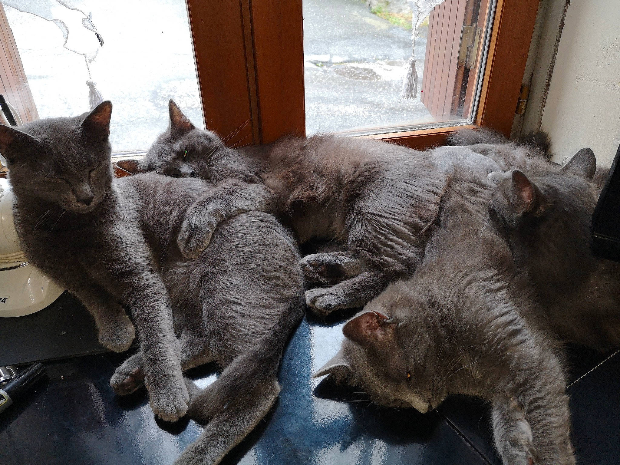 Mila participe au concours pour gagner de l'argent avec cette photo : asian, british_semi_longhair, carnivore, cat, chartreux, domestic_short_haired_cat, european_shorthair, felidae, german_rex, kitten, korat, mammal, nebelung, oriental_longhair, russian_blue, small_to_medium_sized_cats, vertebrate, whiskers