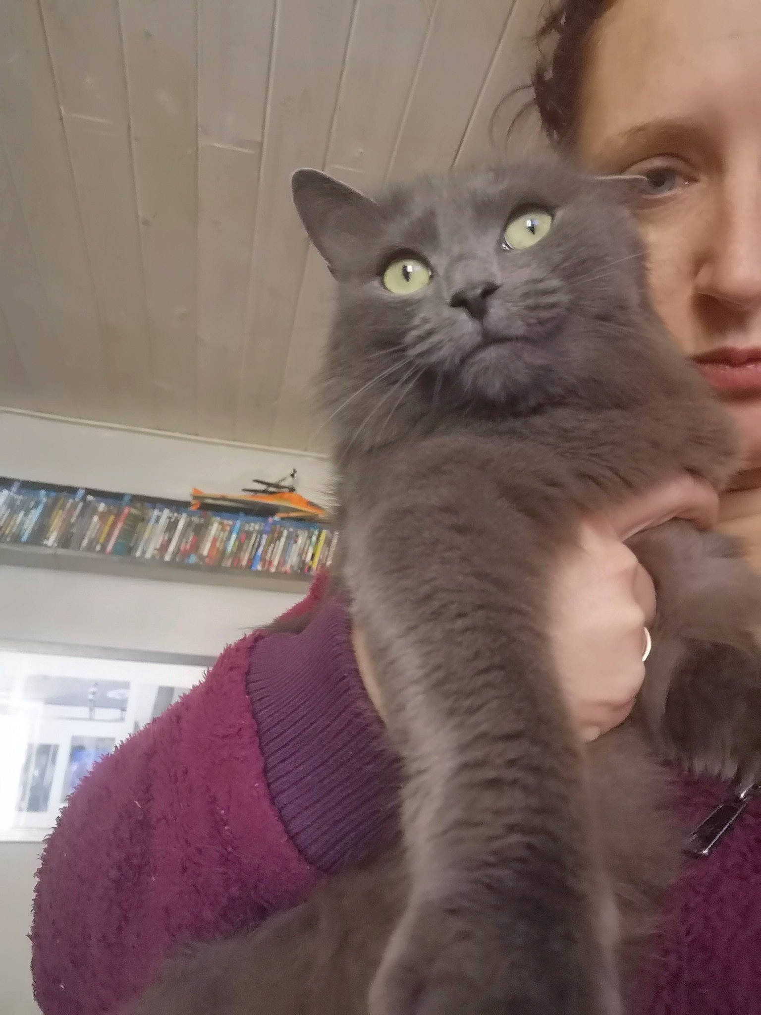 Mila participe au concours pour gagner de l'argent avec cette photo : asian, british_longhair, british_semi_longhair, british_shorthair, carnivore, cat, chartreux, domestic_short_haired_cat, felidae, kitten, korat, mammal, nebelung, polydactyl_cat, russian_blue, siberian, small_to_medium_sized_cats, snout, vertebrate, whiskers