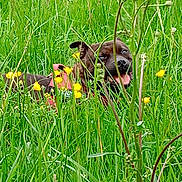 Pénélope a rejoint le concours — aidez-le/la à gagner de superbes lots ! dog, grass, wildflowers, yellow_flowers, greenery, outdoor, nature, pet, canine, harness, tongue_out, happy, meadow, summer, field, animal, flora, playful, closeup, daytime