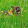 dog, grass, wildflowers, yellow_flowers, greenery, outdoor, nature, pet, canine, harness, tongue_out, happy, meadow, summer, field, animal, flora, playful, closeup, daytime