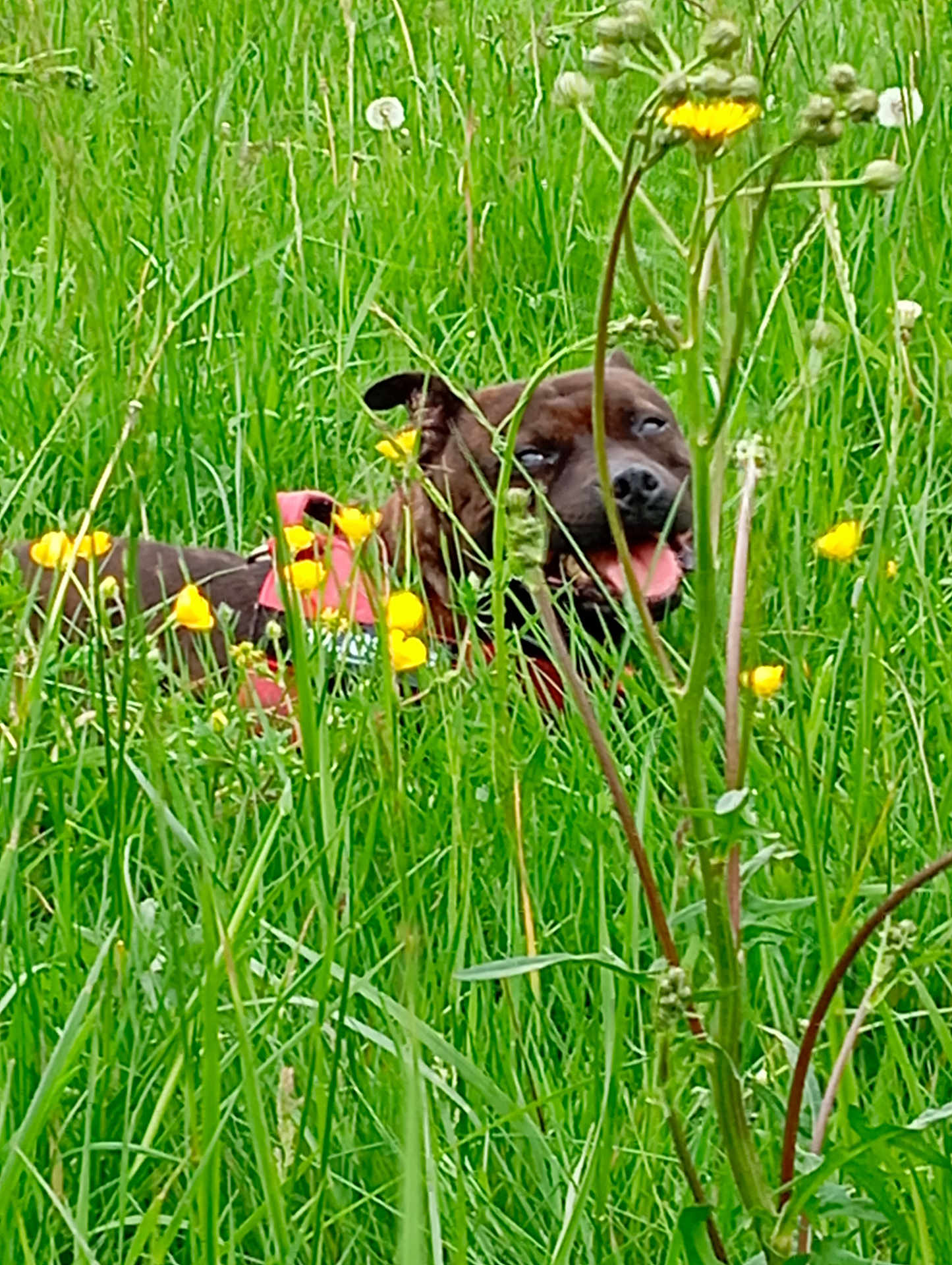Pénélope a rejoint le concours — aidez-le/la à gagner de superbes lots ! dog, grass, wildflowers, yellow_flowers, greenery, outdoor, nature, pet, canine, harness, tongue_out, happy, meadow, summer, field, animal, flora, playful, closeup, daytime