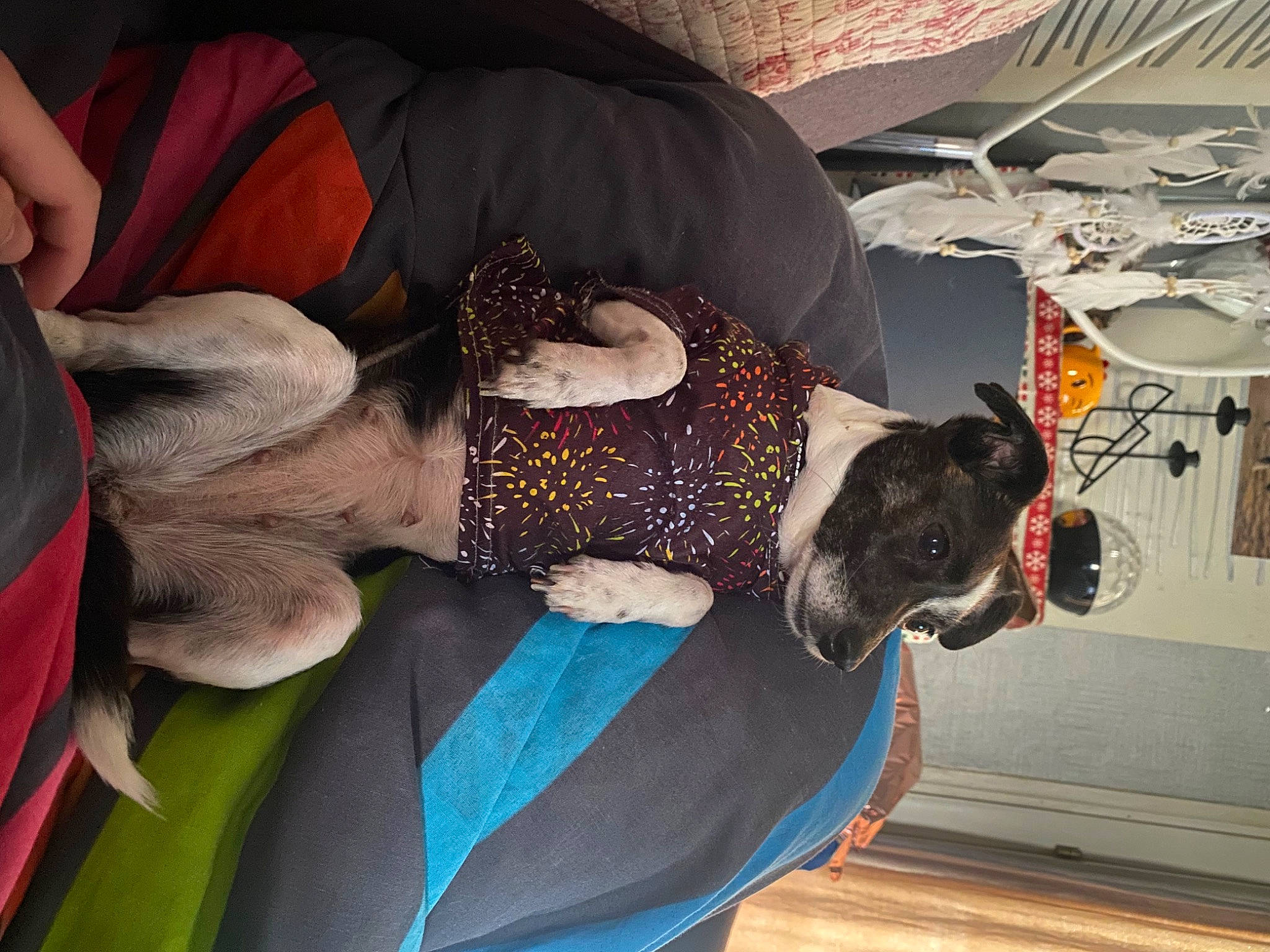 Pepsi a rejoint le concours — aidez-le/la à gagner de superbes lots ! canidae, carnivore, comfort, companion_dog, dog, dog_breed, fawn, felidae, fun, fur, guard_dog, hat, houseplant, linens, room, small_to_medium_sized_cats, sporting_group, textile, tree