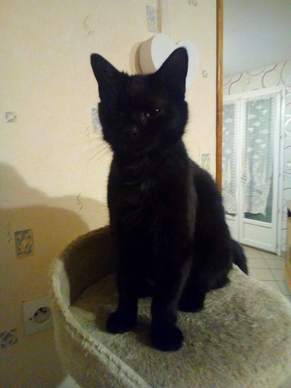 Nuage a rejoint le concours — aidez-le/la à gagner de superbes lots ! bathtub, black_cat, bombay, carnivore, cat, cat_supply, claw, domestic_short_haired_cat, door, felidae, flooring, fur, paw, pet_supply, small_to_medium_sized_cats, snout, tail, terrestrial_animal, whiskers, window