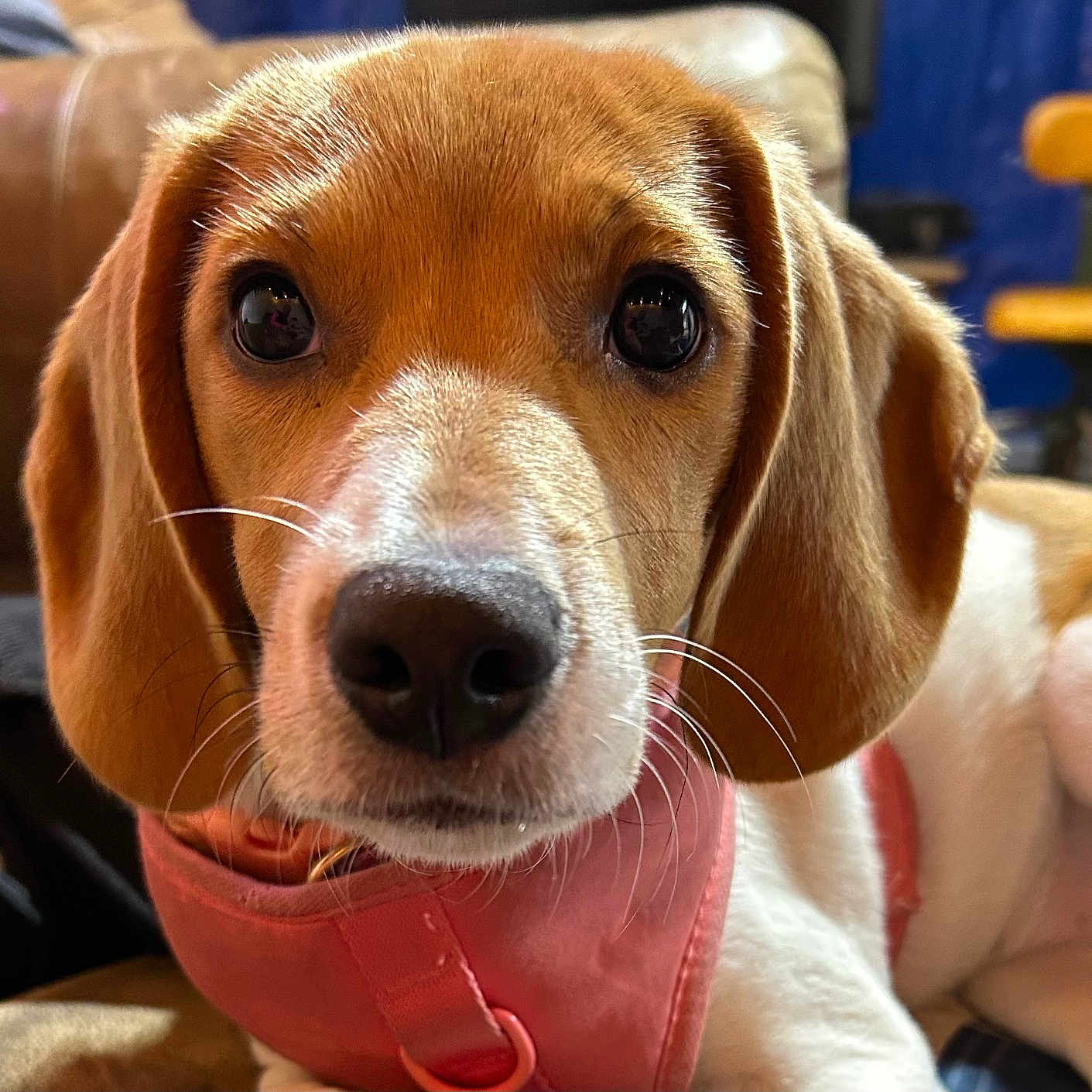 Bellatrix Rayne joined the competition — help win amazing prizes! animal, brown, close_up, couch, cute, dog, domestic_animal, ears, face, fur, harness, indoor, looking_at_camera, nose, pet, puppy, relaxed, whiskers, white, young