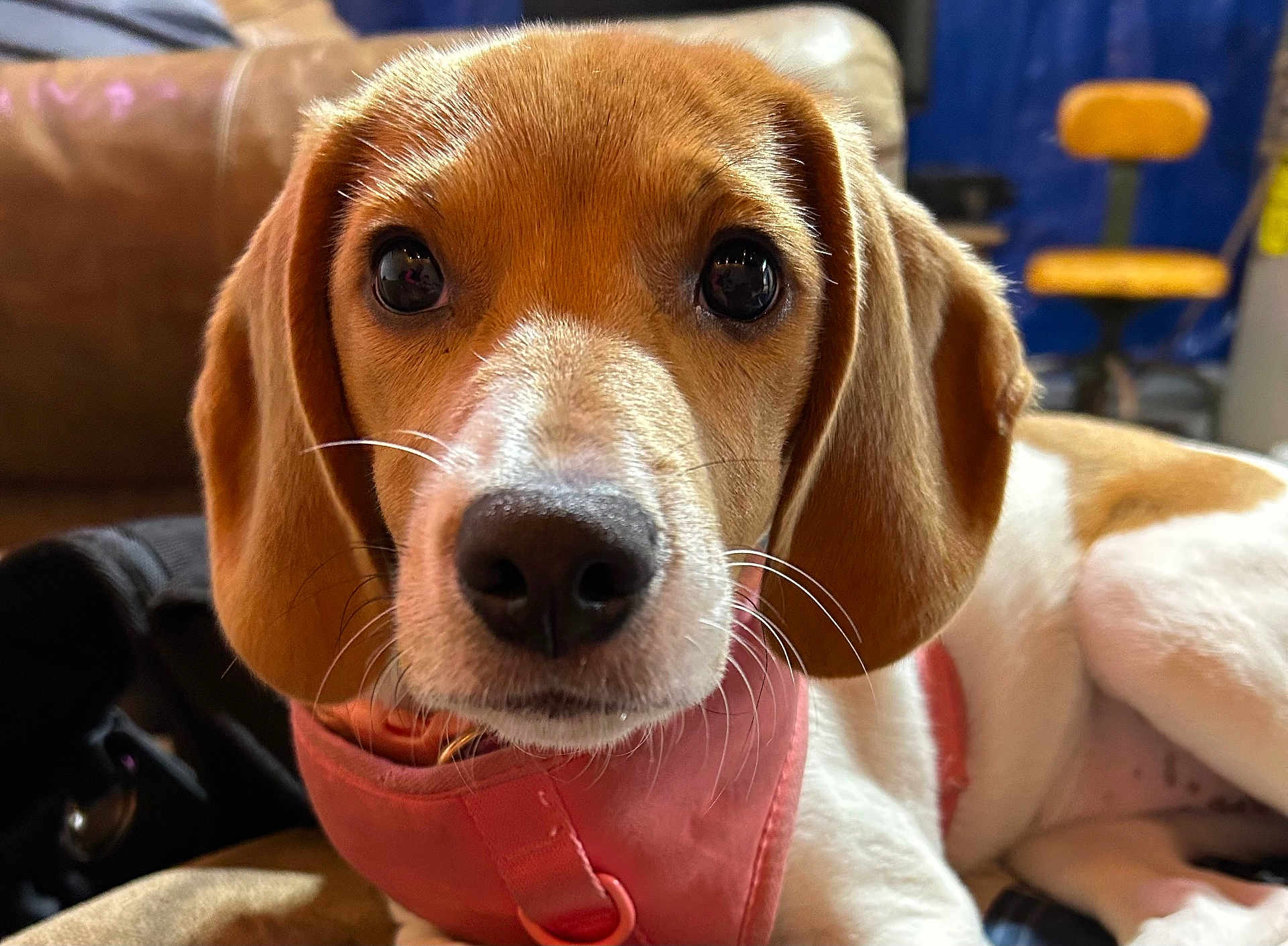 Bellatrix Rayne joined the competition — help win amazing prizes! animal, brown, close_up, couch, cute, dog, domestic_animal, ears, face, fur, harness, indoor, looking_at_camera, nose, pet, puppy, relaxed, whiskers, white, young