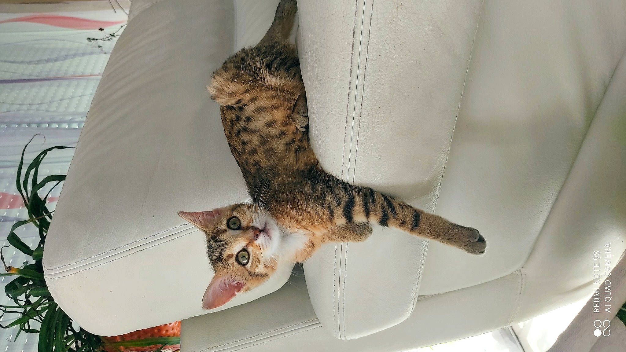 Crapouille participe au concours pour gagner de l'argent avec cette photo : carnivore, cat, claw, comfort, domestic_short_haired_cat, felidae, fur, paw, plant, small_to_medium_sized_cats, snout, tail, whiskers