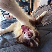 Aska participe au concours pour gagner de l'argent avec cette photo : dog, canine, pet, playing, yawning, paw, blanket, indoor, home, cushion, fur, mouth, teeth, nose, happy, relaxed, floor, wooden_furniture, table, cozy