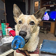 Vanilla is registered to the contest to win money with this photo: animal, bottle, brown_eyes, canine, closeup, collar, dog, ears, fur, furniture, household_items, indoor, living_room, looking_at_camera, pet, plastic_toy, snout, table, television, toy