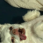 Pebbles is registered to the contest to win money with this photo: dog, white, tongue_out, playful, pet, canine, fur, lying_down, cute, closeup, animal, teeth, nose, ears, indoor, blanket, resting, funny, expression, tongue