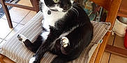 Iron participe au concours pour gagner de l'argent avec cette photo : cat, tuxedo_cat, chair, cushion, wooden_chair, indoor, pet, animal, feline, curious, relaxed, tile_floor, black_and_white, paw, whiskers, green_eyes, domestic_cat, household, furniture, cozy