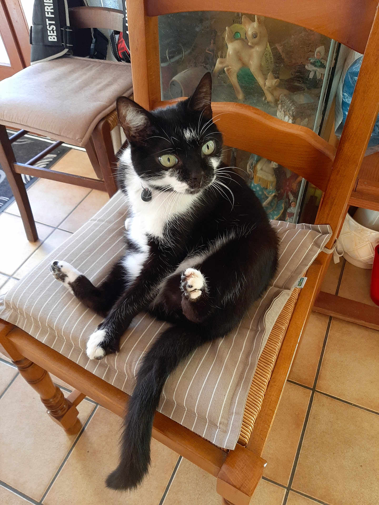 Iron participe au concours pour gagner de l'argent avec cette photo : cat, tuxedo_cat, chair, cushion, wooden_chair, indoor, pet, animal, feline, curious, relaxed, tile_floor, black_and_white, paw, whiskers, green_eyes, domestic_cat, household, furniture, cozy