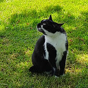 Iron participe au concours pour gagner de l'argent avec cette photo : cat, black_and_white, grass, outdoor, animal, pet, sitting, curious, sunlight, greenery, nature, feline, mammal, whiskers, ears, fur, daylight, shadow, lawn, looking_up