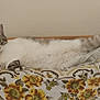 Otis participe au concours pour gagner de l'argent avec cette photo : cat, bed, blanket, floral_pattern, feline, fur, indoor, light_brown, long_tail, mammal, patterned_textile, pet, resting, sleepy, striped, tabby, wooden_furniture, white, yellow, relaxed
