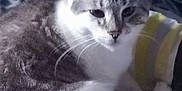 Otis a rejoint le concours — aidez-le/la à gagner de superbes lots ! cat, feline, pet, animal, fur, whiskers, ears, tail, sleeping, resting, indoor, blanket, striped, gray, white, cute, domestic, calm, cozy, closeup