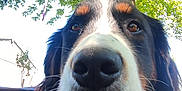 Neris a rejoint le concours — aidez-le/la à gagner de superbes lots ! dog, close_up, outdoor, tree, sunlight, leafy, canine, fluffy, nose, nature, daylight, pet, animal, fur, greenery, background, calm, curious, portrait, summer