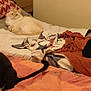 cat, bed, blanket, pillow, indoor, feline, animal, resting, fur, black_cat, white_cat, tabby, cozy, sleeping, pet, mammal, domestic, cute, relaxation, room
