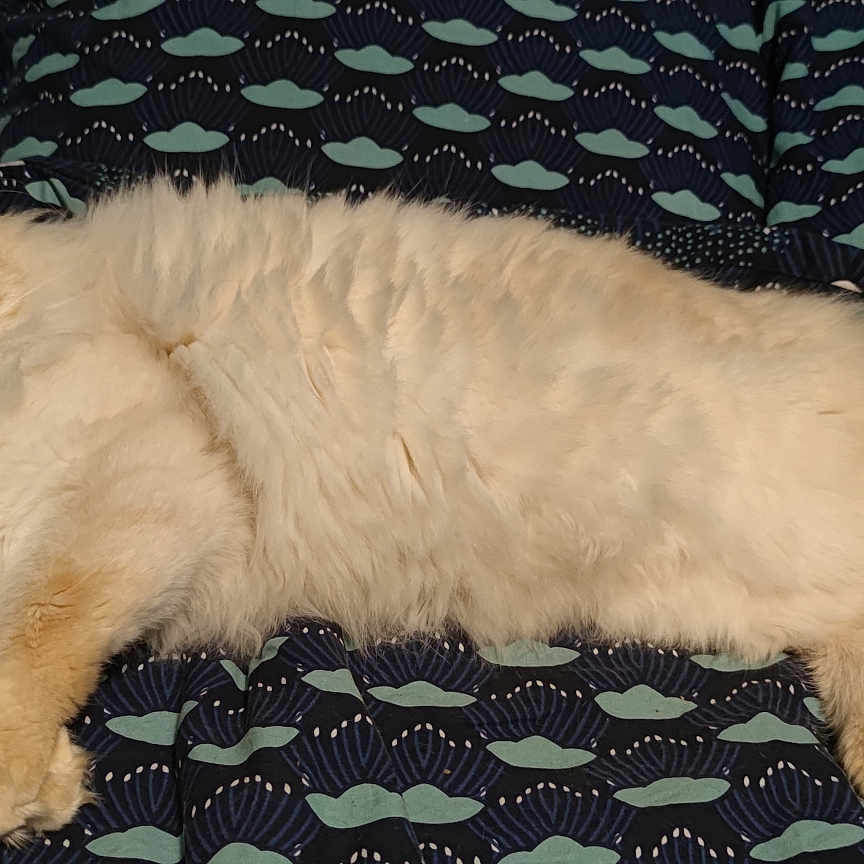 Coton