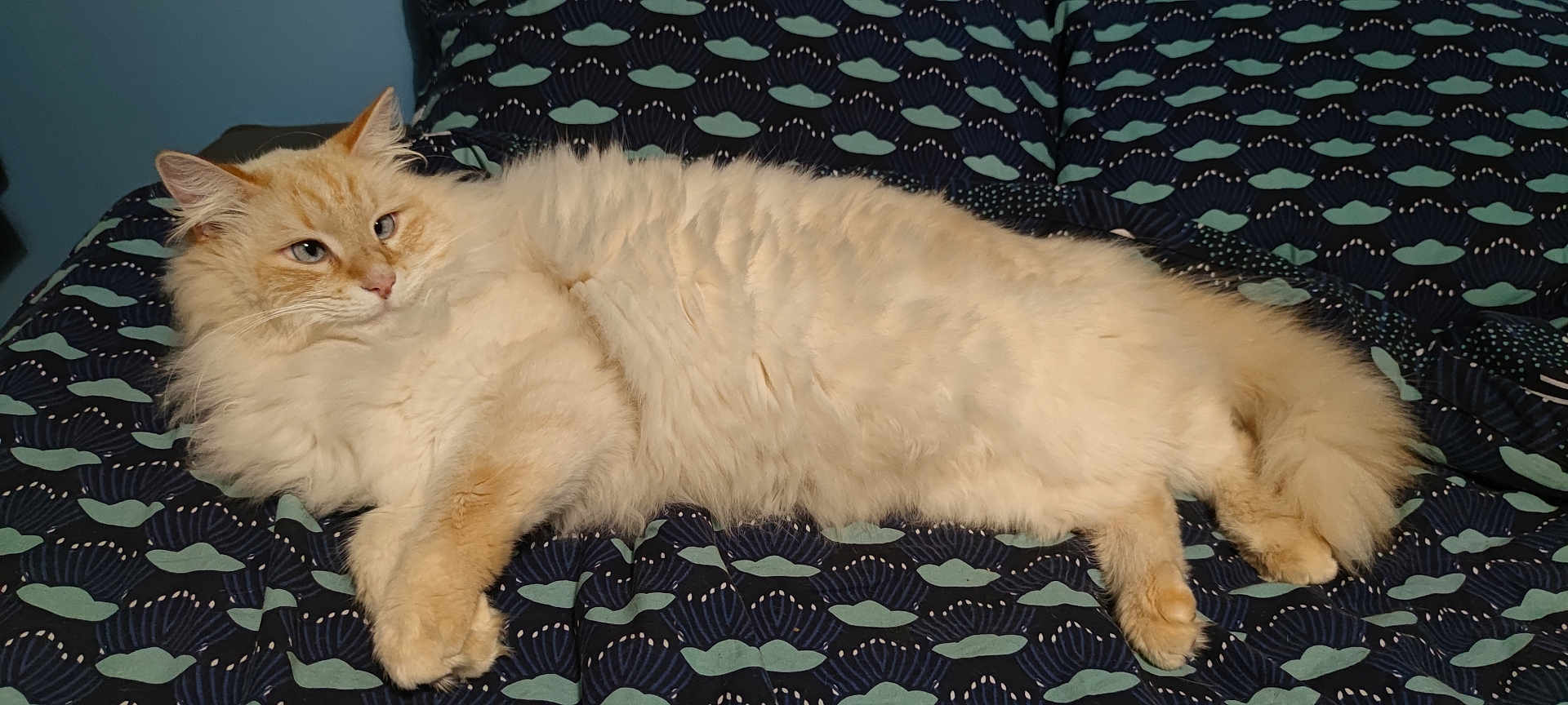 Coton