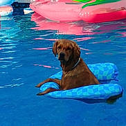 Chloe joined the competition — help win amazing prizes! dog, pool, floatie, water, summer, inflatable, blue, relaxed, pet, outdoor, canine, leisure, sunny, recreation, vacation, backyard, animal, swimming, summer_fun, floating