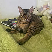 Sasha joined the competition — help win amazing prizes! animal, bed, blanket, cat, cozy, domestic, ears, feline, fur, indoor, looking, notebook, paw, pet, plush_toy, relaxed, resting, spiral_notebook, tabby_cat, whiskers