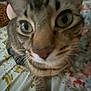 Sasha is registered to the contest to win money with this photo: animal, bedspread, cat, close_up, curious, cute, domestic_cat, ears, feline, floral_pattern, indoor, nose, paw, pet, resting, sleepy, soft, striped, tabby, whiskers