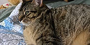 Sasha is registered to the contest to win money with this photo: animal, bed, bedroom, cat, close_up, cute, domestic_animal, ears, feline, fur, indoor, pet, plush_toy, quilt, relaxing, resting, soft_light, stuffed_animal, tabby_cat, whiskers
