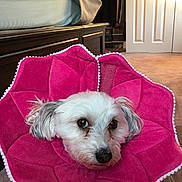 Fluffy joined the competition — help win amazing prizes! animal, bed, bedroom, carpet, cozy, cute, dog, domestic_animal, door, flower_shape, furniture, gray_ears, indoor, looking, pet, pet_accessory, pink_collar, small_dog, soft_texture, white_fur