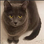 Daisy is registered to the contest to win money with this photo: cat, gray_cat, animal, pet, feline, golden_eyes, portrait, sitting, indoor, floor, tail, whiskers, ears, fur, close_up, front_view, serious, calm, photograph, smartphone_screenshot