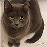 cat, gray_cat, animal, pet, feline, golden_eyes, portrait, sitting, indoor, floor, tail, whiskers, ears, fur, close_up, front_view, serious, calm, photograph, smartphone_screenshot