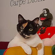 Eclipse a rejoint le concours — aidez-le/la à gagner de superbes lots ! butterfly_sticker, calico_cat, carpe_diem, cat, cat_face, closeup, cozy, cushion, eyes, furniture, home_decor, indoor, pet, playful, puppet, red_pillow, stuffed_toy, wall_text, whiskers, yellow_armrest