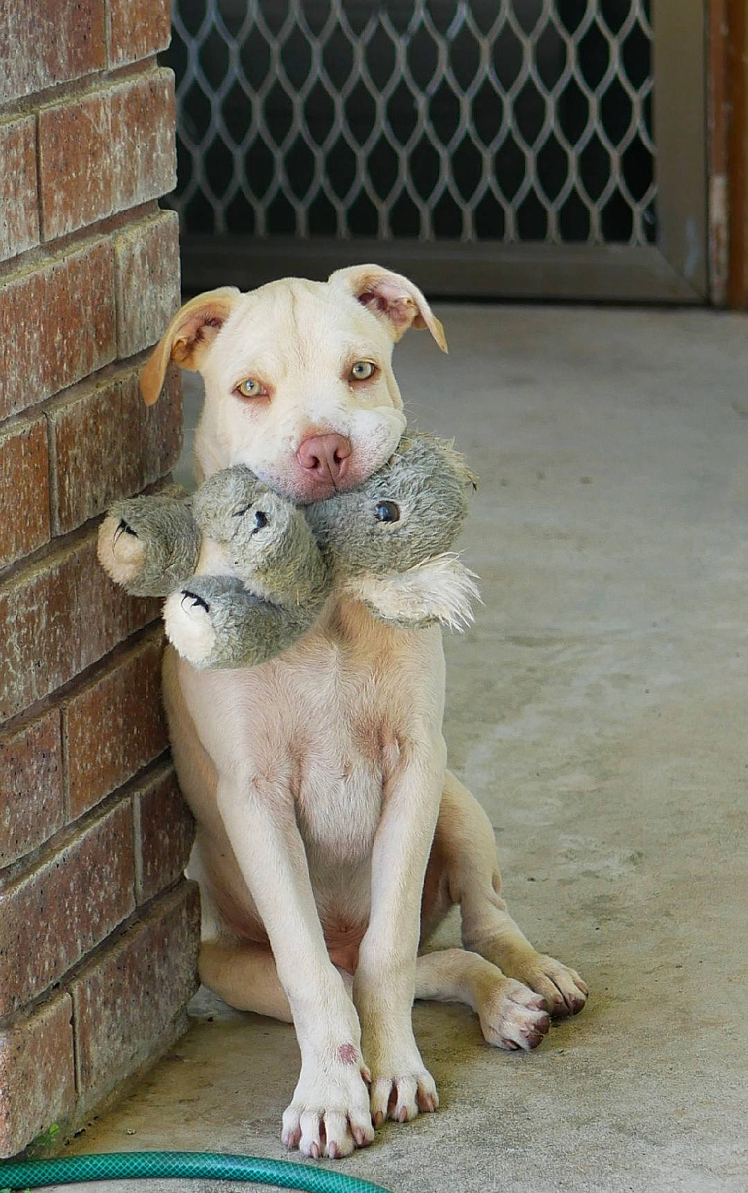 Nappa is registered to the contest to win money with this photo: ancient_dog_breeds, brick, brickwork, canidae, carnivore, companion_dog, cordoba_fighting_dog, dog, dog_breed, fawn, foot, non_sporting_group, paw, snout, sporting_group, tail, terrestrial_animal, whiskers, working_animal