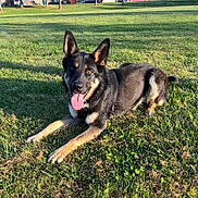 Ace is registered to the contest to win money with this photo: animal, canine, daylight, dog, ears_up, german_shepherd, grass, greenery, happy, house, lying_down, nature, neighborhood, outdoor, park, pet, playful, sunny, tongue_out, tree