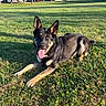 animal, canine, daylight, dog, ears_up, german_shepherd, grass, greenery, happy, house, lying_down, nature, neighborhood, outdoor, park, pet, playful, sunny, tongue_out, tree