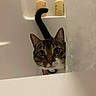 cat, tabby, pet, curious, bathroom, shower, shower_curtain, bottle, indoor, fur, whiskers, tail, peek, playful, domestic_animal, closeup, eye_contact, animal, household, feline