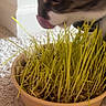 Geppetto joined the competition — help win amazing prizes! cat, grass, pot, carpet, indoor, plant, green, pet, animal, fur, tongue, curious, closeup, side_view, domestic, sniffing, natural_light, houseplant, yellow_green, wall