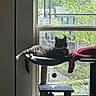 cat, tabby_cat, cat_tree, window, sunlight, indoor, tree_outside, house, green_leaves, relaxed, pet, feline, home, daylight, cozy, resting, animal, fur, domestic_cat, window_view