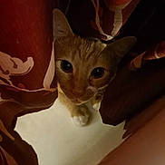Jinjer is registered to the contest to win money with this photo: cat, orange_tabby, curious, peeking, curtains, fabric, indoor, animal, pet, whiskers, ears, floor, hiding, closeup, cute, feline, eyes, soft_light, shadow, cozy
