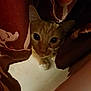 cat, orange_tabby, curious, peeking, curtains, fabric, indoor, animal, pet, whiskers, ears, floor, hiding, closeup, cute, feline, eyes, soft_light, shadow, cozy