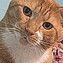 Jinjer joined the competition — help win amazing prizes! cat, ginger_cat, white_fur, close_up, whiskers, pet, animal, feline, face, ears, fur_texture, indoor, portrait, curious, looking, background, blue_wall, fabric, pattern, floral