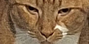 Jinjer is registered to the contest to win money with this photo: cat, orange_cat, white_chest, close_up, pet, animal, feline, whiskers, ears, fur, indoor, mammal, cute, domestic_cat, portrait, face, eyes, nose, expression, resting