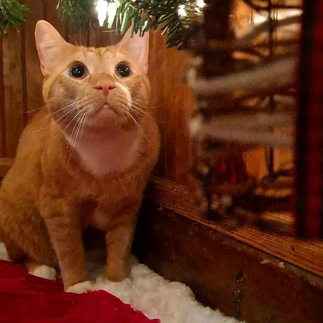 Jinjer is registered to the contest to win money with this photo: cat, christmas_tree, closeup, cozy, curious, decorations, ears, feline, festive, fur, ginger_cat, holiday_decor, indoor, pet, red, sitting, tree_skirt, whiskers, white, wood_paneling