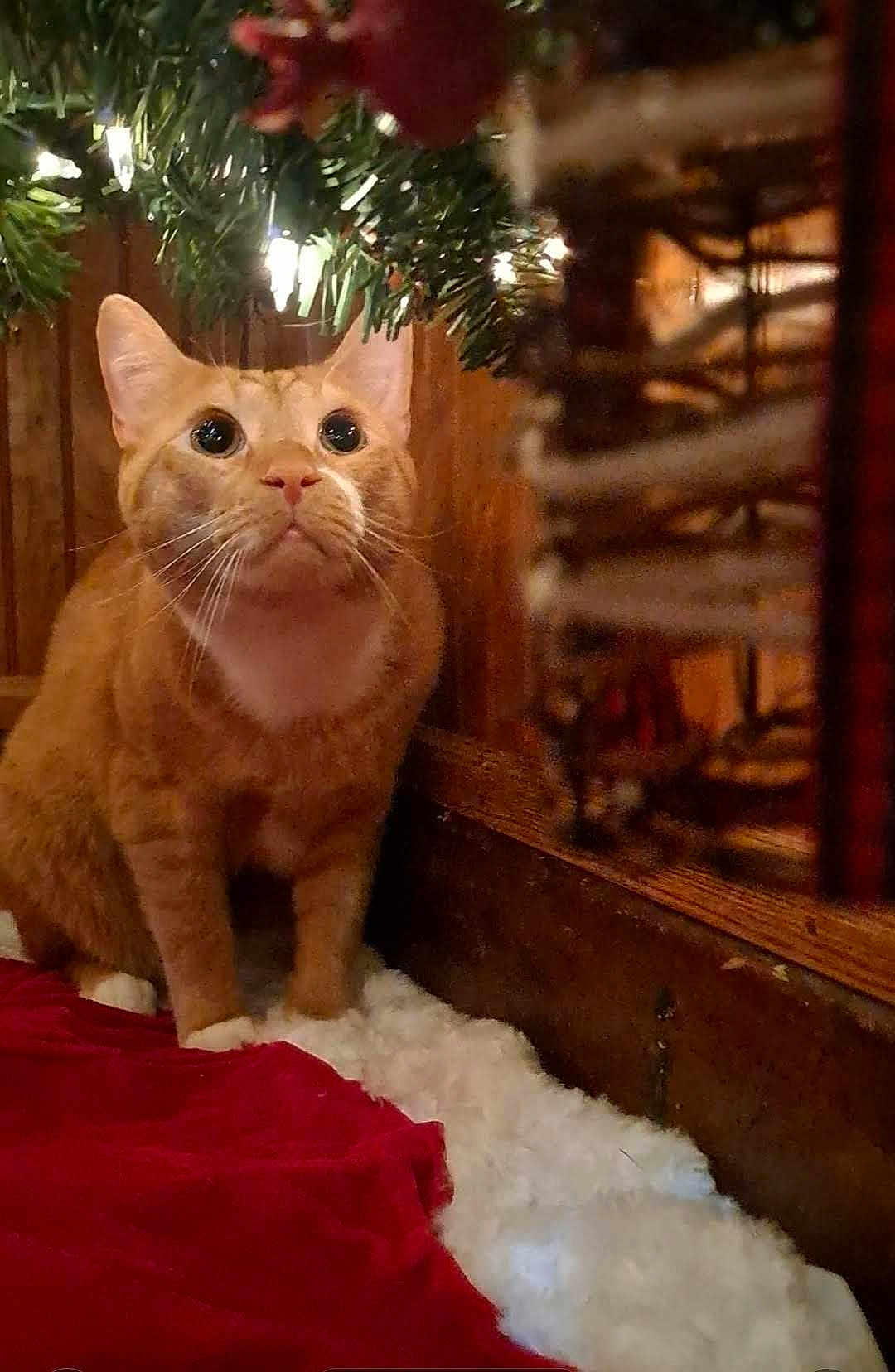 Jinjer is registered to the contest to win money with this photo: cat, ginger_cat, christmas_tree, holiday_decor, tree_skirt, wood_paneling, indoor, pet, curious, feline, whiskers, ears, sitting, cozy, festive, decorations, red, white, fur, closeup