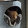 Jinjer is registered to the contest to win money with this photo: cat, orange_tabby, cat_house, blanket, pet, indoor, furniture, food_bowl, stacked_items, cozy, resting, animal, cute, snuggled, home, domestic, feline, relaxed, soft, small_space