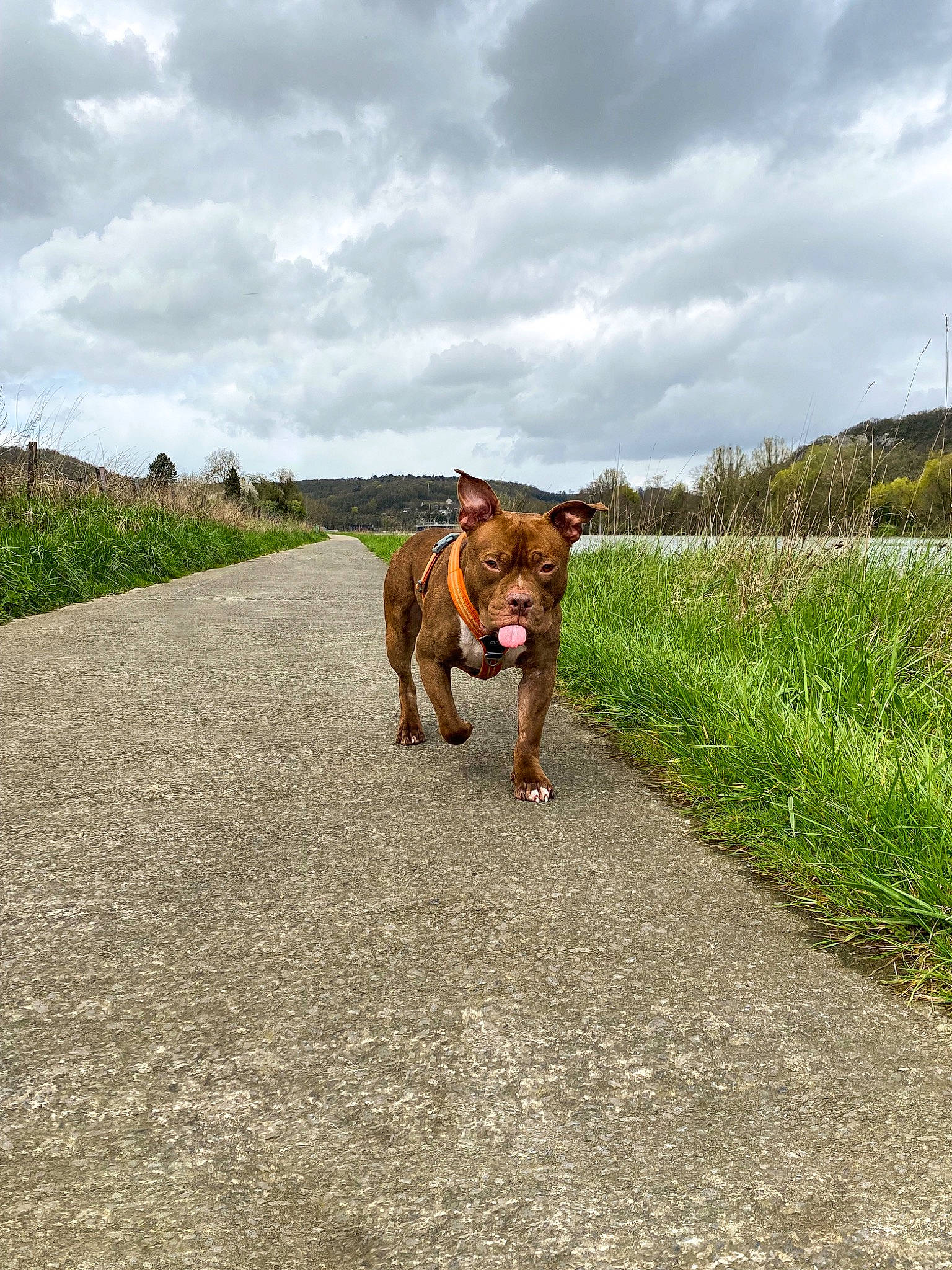 Teiko a rejoint le concours — aidez-le/la à gagner de superbes lots ! agriculture, asphalt, canidae, carnivore, cloud, dog_breed, fawn, field, grass, grassland, horizon, landscape, livestock, plant, road, road_surface, sky, sporting_group, tree, working_animal