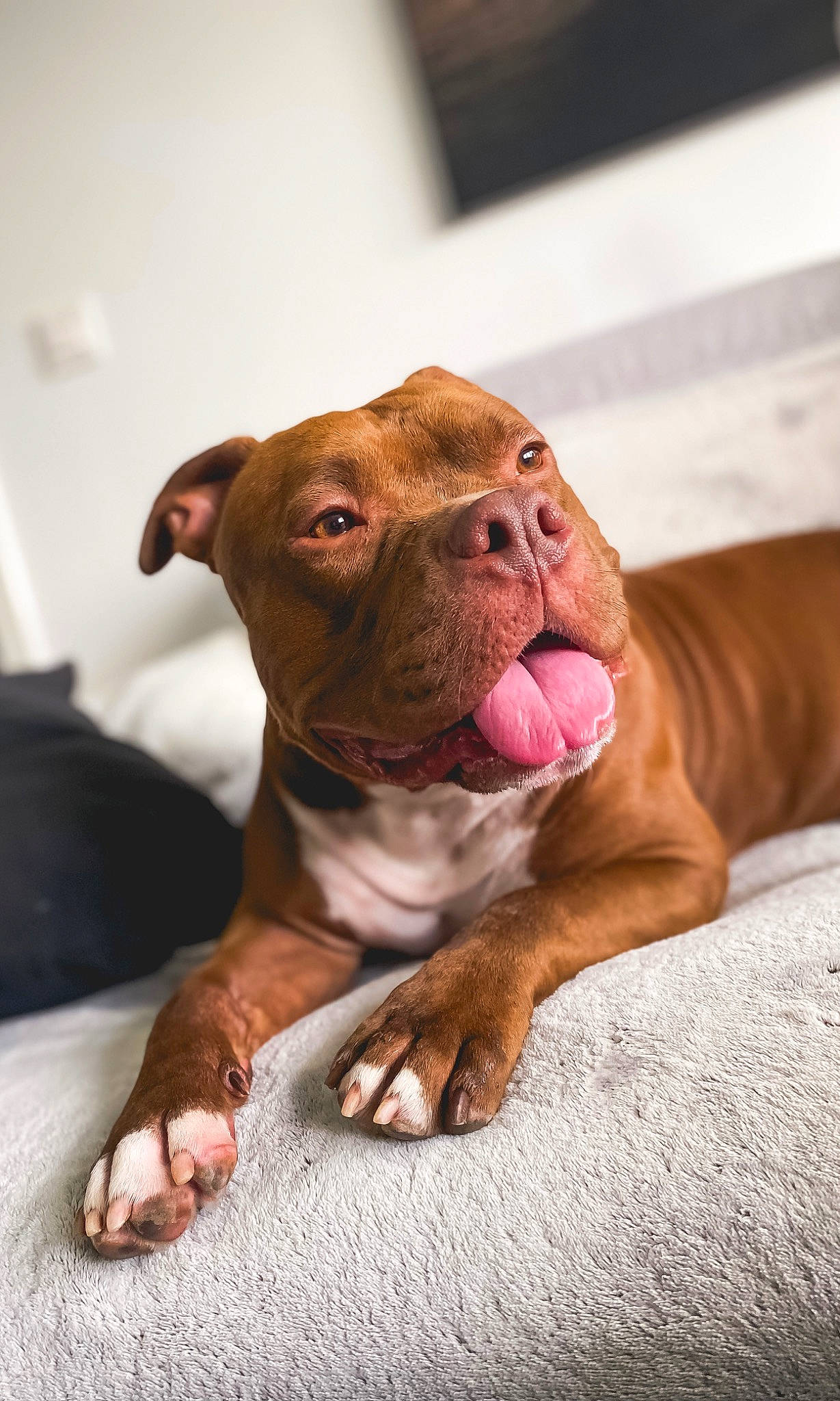 Teiko participe au concours pour gagner de l'argent avec cette photo : art, canidae, carnivore, companion_dog, dog, dog_breed, eye, fawn, liver, molosser, non_sporting_group, puppy, snout, sporting_group, terrestrial_animal, whiskers, wood, working_animal, working_dog, wrinkle